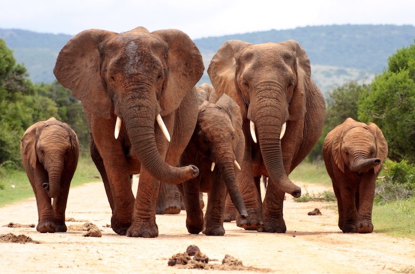 Addo Elephant National Park